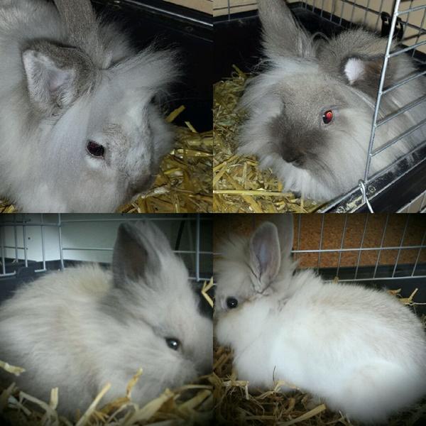 Hjælp til arve bestemmelse på mine løvhoved hunkaniner?