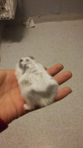 vinterhvid til ko plettet??