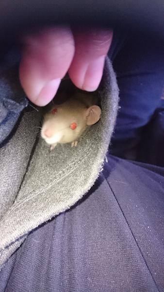 Rotte/gnaver bur. Byg selv ider