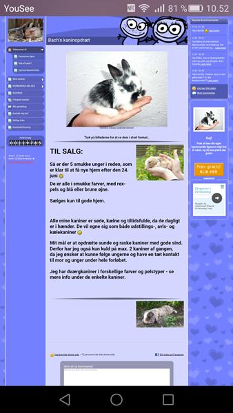 hjælp til at finde baggrunden på Sille (kanin)