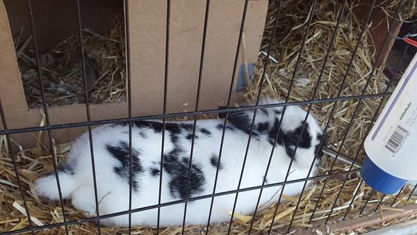 Kanin - drægtig? Synes I hun ligner?