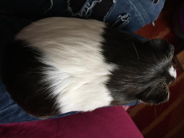 Nogen det kan se om hun måske er drægtig?