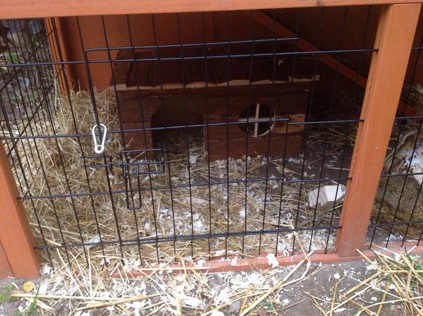 Hvorfor vil min kanin ikke gå ind i sit lille hus?