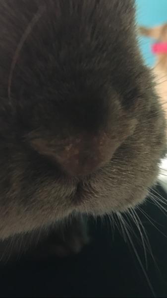 Svamp på næsen??????