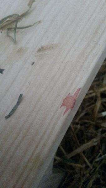 Blod på hus hos drægtig kanin 