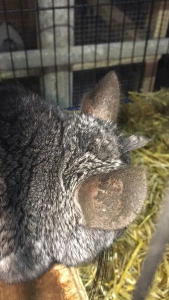Chinchilla taber sig