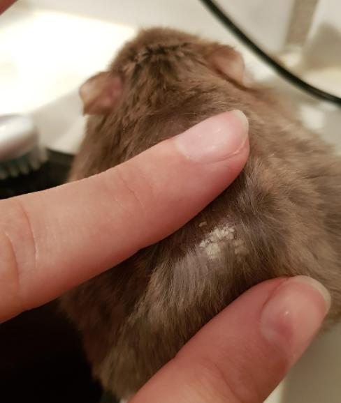 Dværghamster - hvidt skæl 