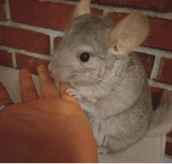 chinchilla parring tilbydes