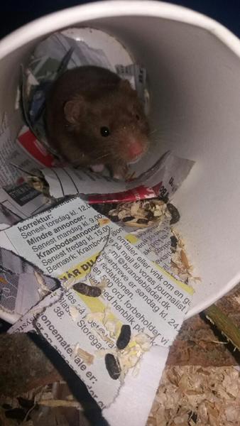 Hamster navn hjælp!!❤️