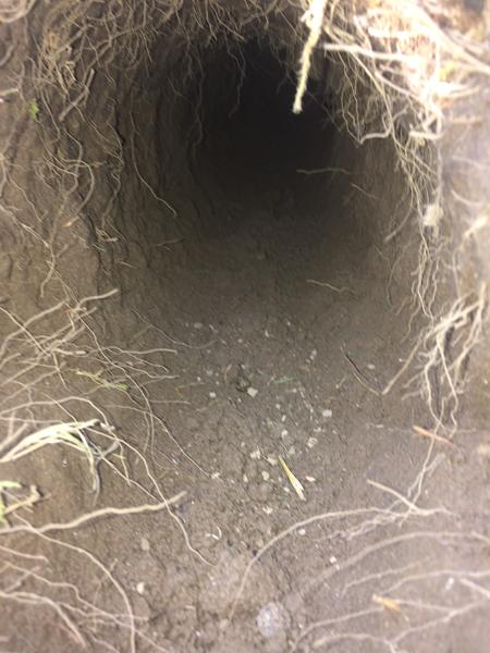HJÆLP! kaniner graver dybe+lange huller