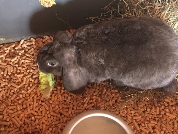 Kanin vågner aaaaaaalt for tideligt