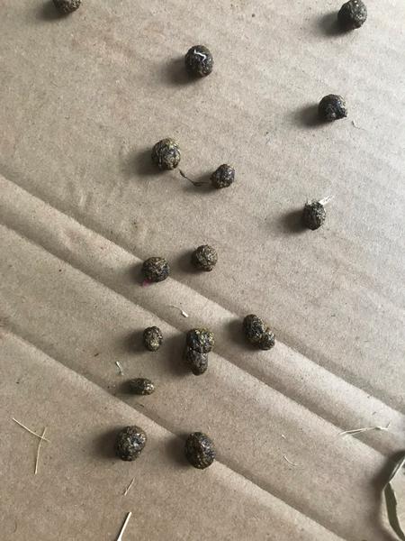 Min kanins pøller er mærkelige, HJÆLP!