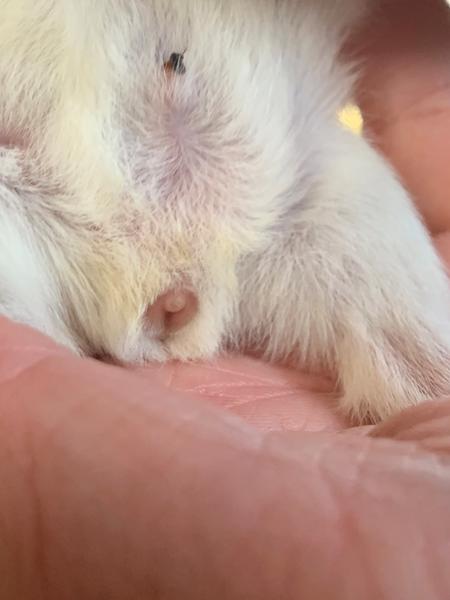 Kønsbestemmelse 😅