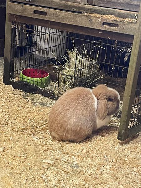 Udendørskanin flytte indenfor?