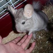 Chinchilla Dolce R.I.P min elskede !