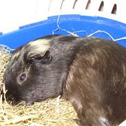 Marsvin Fister R.I.P