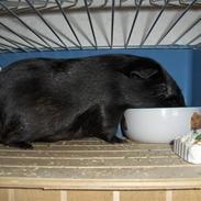 Marsvin Fister R.I.P