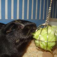 Marsvin Fister R.I.P