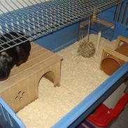 Marsvin Fister R.I.P