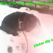 Kanin Krogager's Miki R.I.P :'(