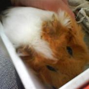 Marsvin | Guffe <3 :-* | R.I.P 2/7-12 :'-( <3 Love you! :'