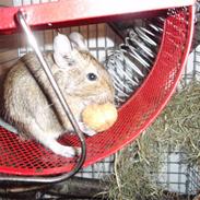 Degu Trunte