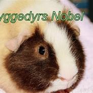 Marsvin hyggedyrs Nobel (RIP)