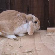 Kanin Makayas prinsesse 