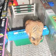 Hamster Balou - R.I.P †