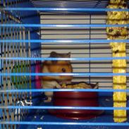 Hamster Balou - R.I.P †