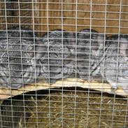 Chinchilla Urte