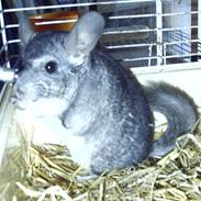 Chinchilla Urte