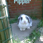 Kanin Pipkorn *Pipper*<3 *død d.24 juni:(*