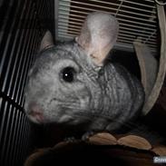 Chinchilla Malou!<3