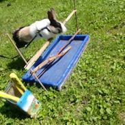 Kanin Hanssons Speedy Gonzales