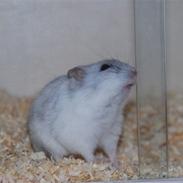 Dværghamster Ham Ham