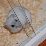 Dværghamster Ham Ham