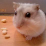 Dværghamster Ham Ham
