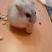 Dværghamster Ham Ham