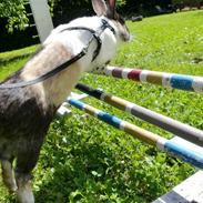 Kanin Hanssons Speedy Gonzales