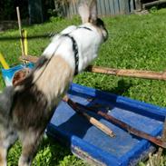 Kanin Hanssons Speedy Gonzales