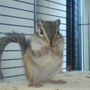 Jordegern  Fiffi †