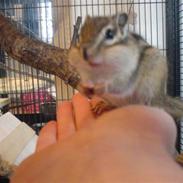 Jordegern  Fiffi †