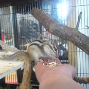 Jordegern  Fiffi †