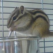 Jordegern  Fiffi †