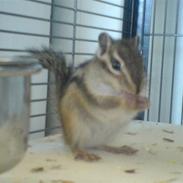 Jordegern  Fiffi †