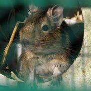 Degu Claris <3 { R.I.P. :'(