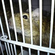 Degu Claris <3 { R.I.P. :'(