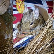 Degu Claris <3 { R.I.P. :'(