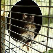 Degu Claris <3 { R.I.P. :'(